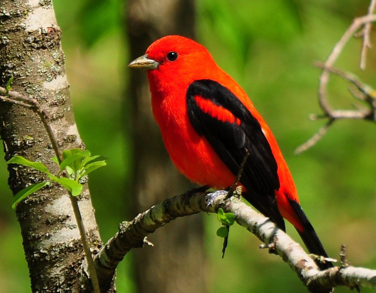 scarlet tanager